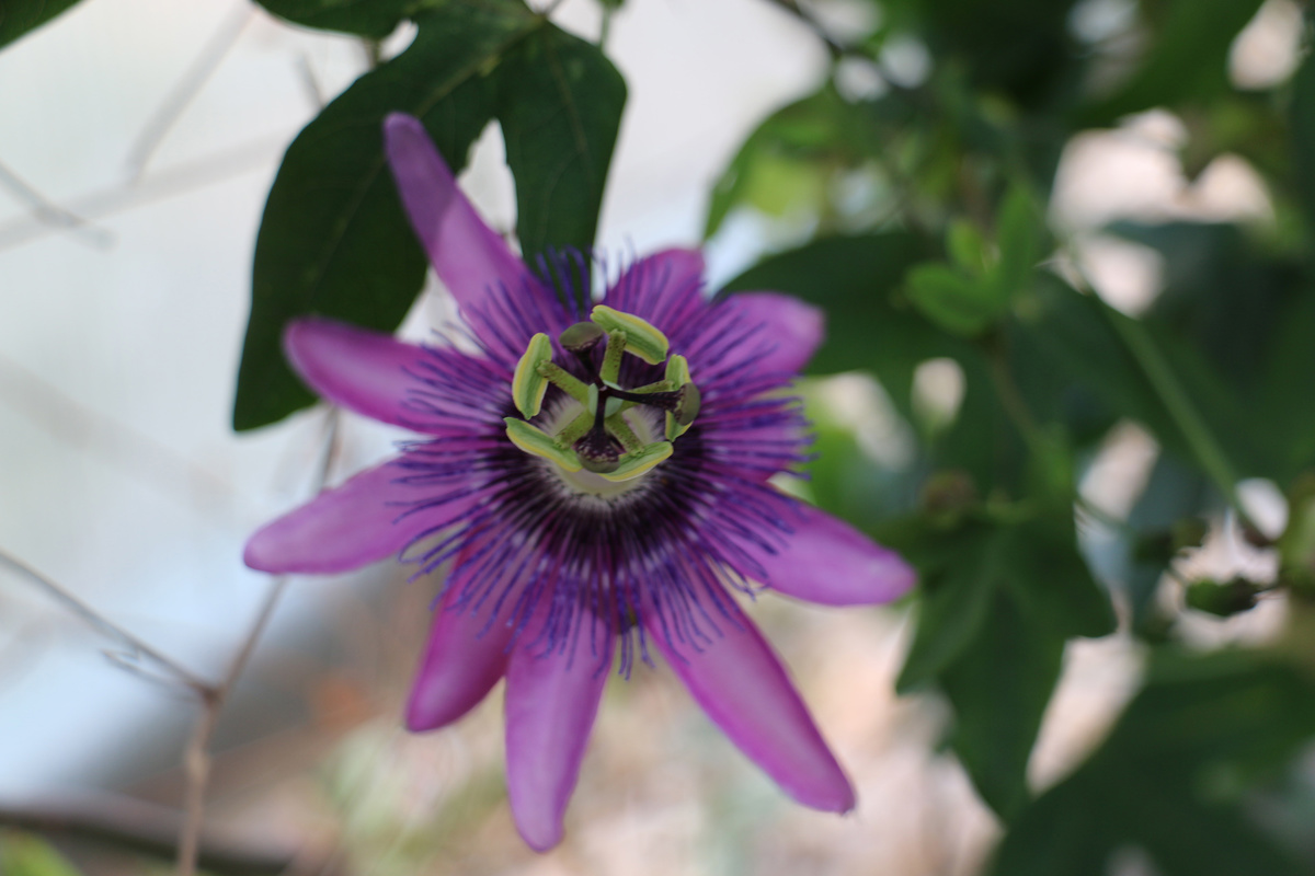 Passiflora Amethyst (1).jpg